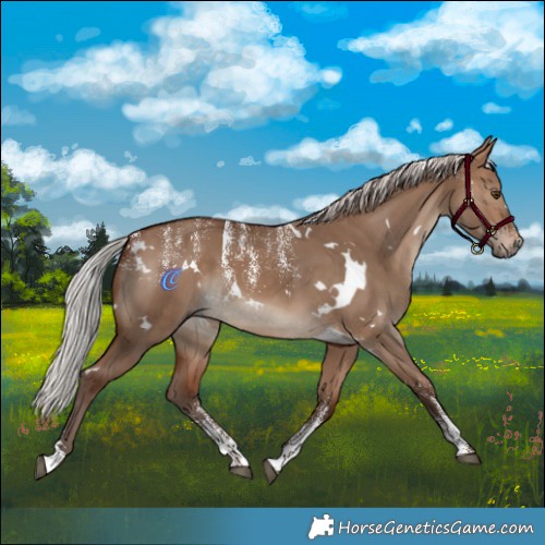 Horse Color:Powder White White Spotted Silver Brown Dun