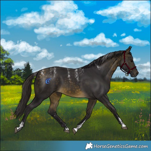 Horse Color:Powder White Buckskin