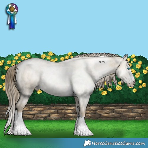 Horse Color:Buckskin Pearl Dun Appaloosa