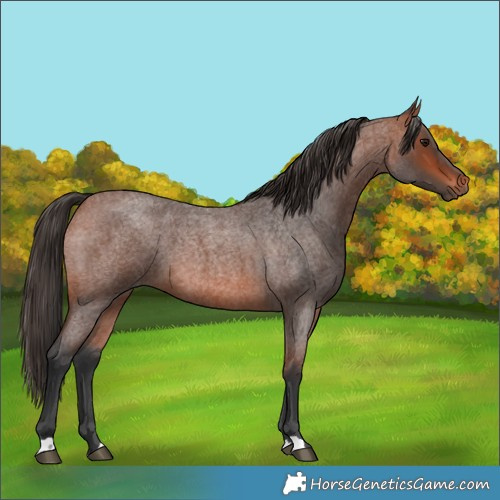 Horse Color:Bay Roan