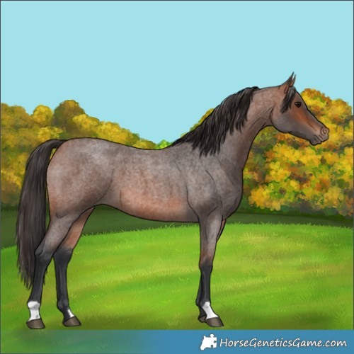 Horse Color:Bay Roan