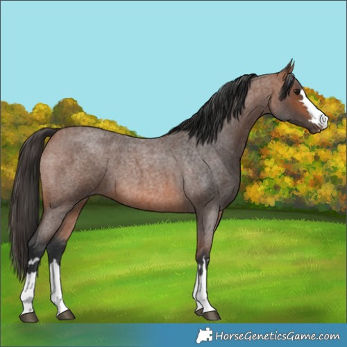 Horse Color:Bay Roan 