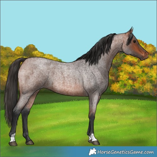 Horse Color:Bay Roan