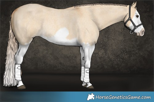 Horse Color:Red Dun Roan Splash Frame Rabicano 