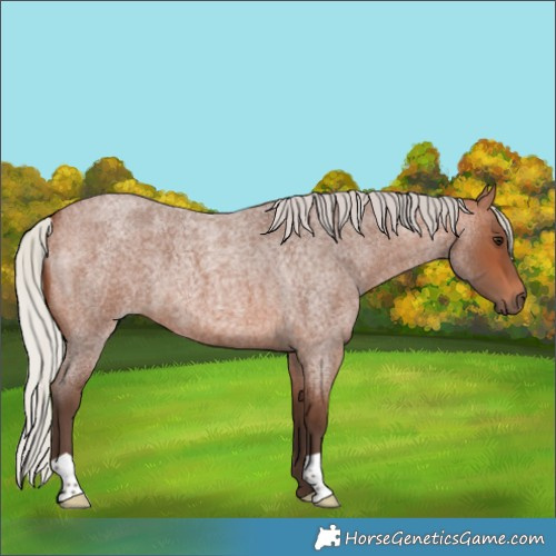 Horse Color:Silver Brown Roan