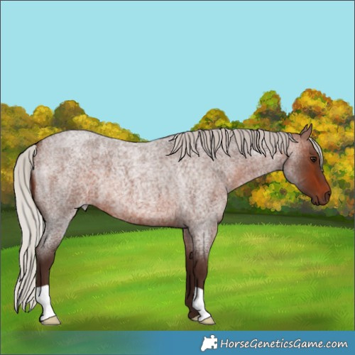 Horse Color:Silver Brown Roan 