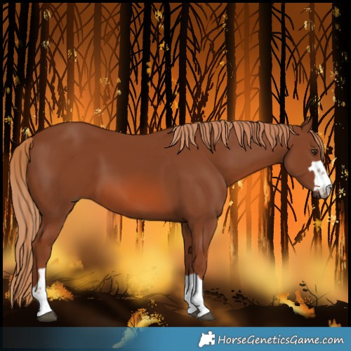 Horse Color:Chestnut 