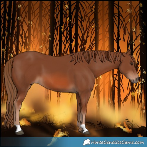 Horse Color:Chestnut 
