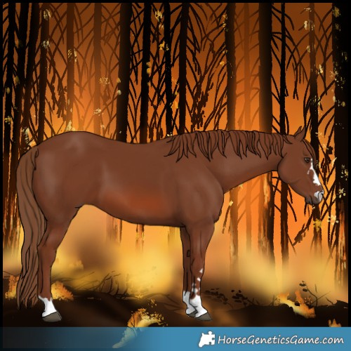 Horse Color:Chestnut 
