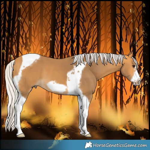 Horse Color:Silver Buckskin Tobiano Frame 