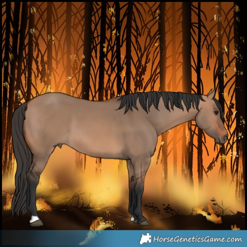 Horse Color:Bay Dun 
