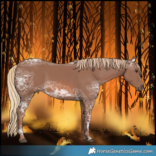 Horse Color:Chestnut Ice