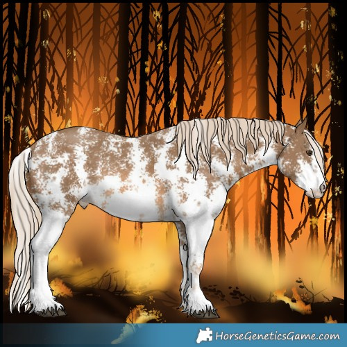 Horse Color:Chocolate Palomino Sabino Varnish Rabicano