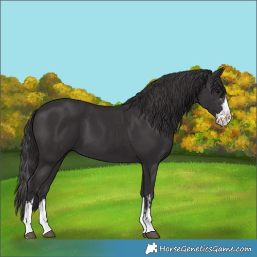 Horse Color:Smoky Black  and Smoky Black Splash 