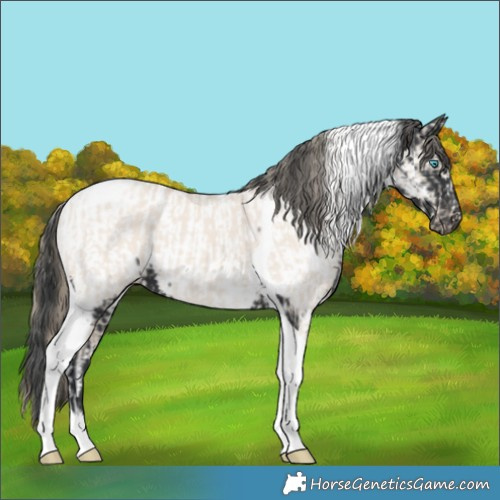 Horse Color:Smoky Creme Dun Sabino Tobiano  and Black Tobiano Near Fewspot 