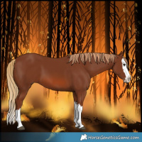 Horse Color:Chestnut Splash 