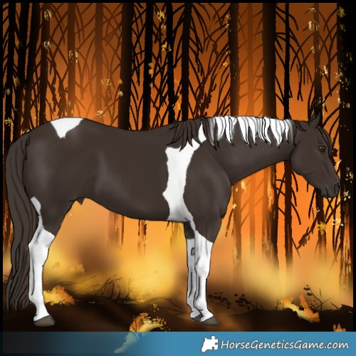 Horse Color:Liver Chestnut Tobiano 