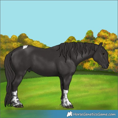 Horse Color:Smoky Black and Smoky Black Tobiano