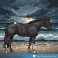 Horse Color:Smoky Black and Smoky Black Tobiano