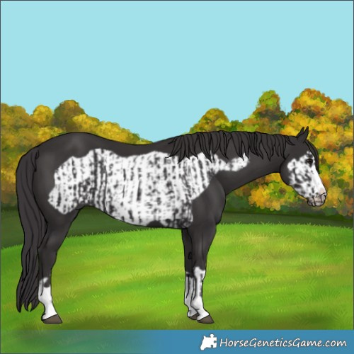 Horse Color:Smoky Black  and Smoky Black Frame 