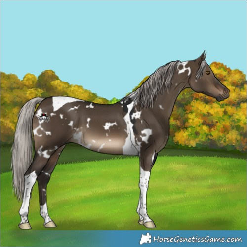 Horse Color:Gray White Spotted Silver Brown Dun Mushroom Tobiano