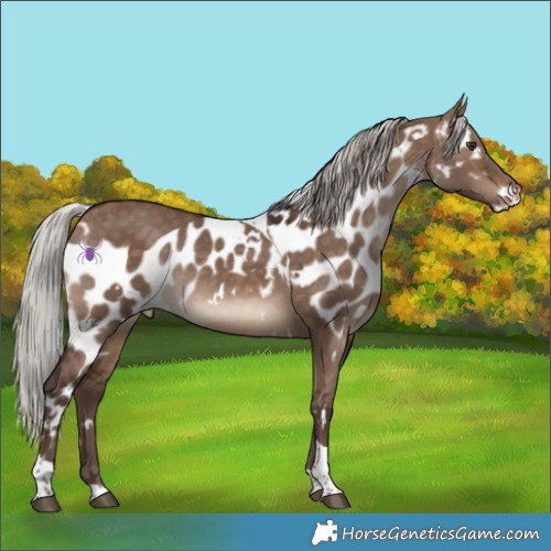 Horse Color:White Spotted Silver Brown Dun Tobiano Skewed LP Spotted Rabicano 