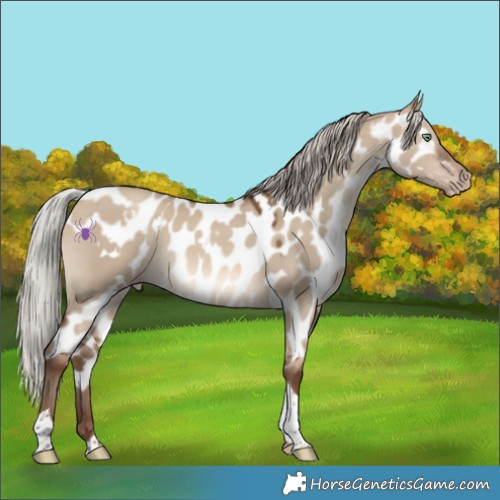 Horse Color:Gray White Spotted Silver Sable Champagne Dun Mushroom Tobiano Skewed LP Spotted