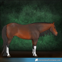 Horse Color:Bay Tobiano 