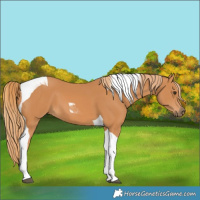 Horse Color:Chestnut Tobiano