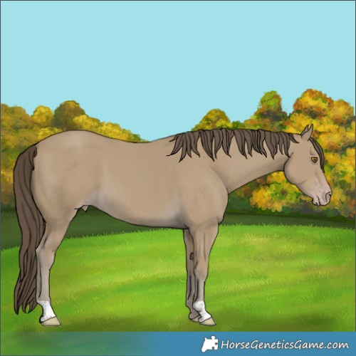 Horse Color:Classic Cream Champagne