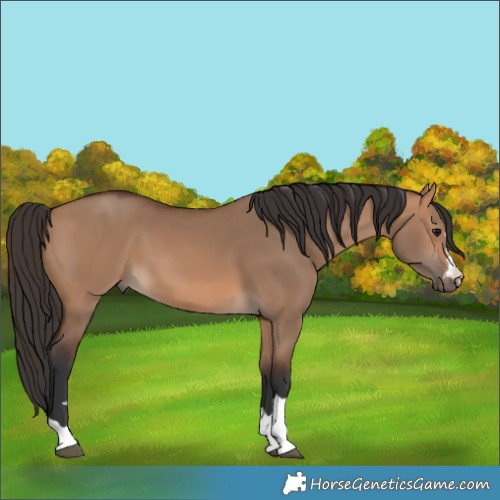 Horse Color:Bay Dun
