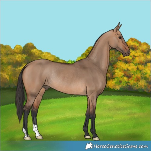 Horse Color:Bay Dun Rabicano 