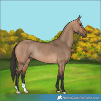 Horse Color:Bay Dun Rabicano 