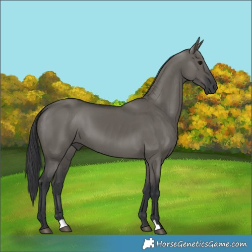 Horse Color:Grullo