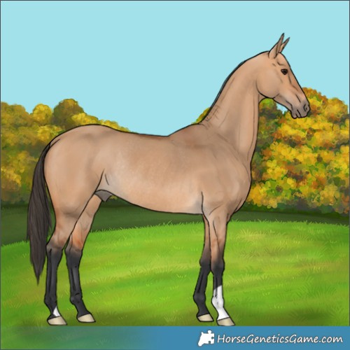 Horse Color:Bay Dun Rabicano 