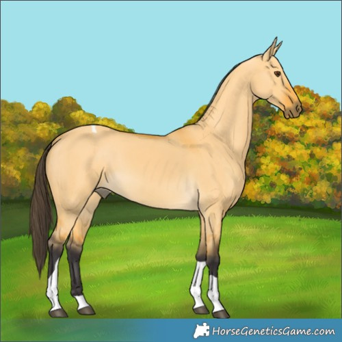 Horse Color:Buckskin Dun Tobiano