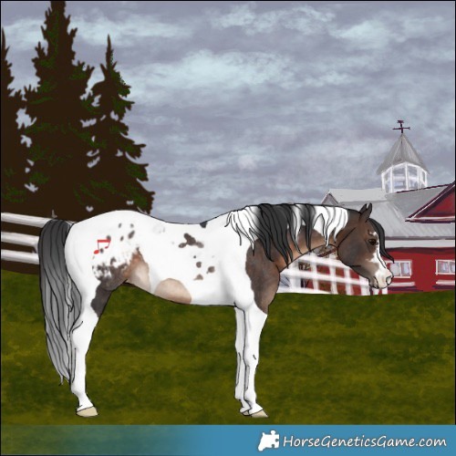 Horse Color:Brown Tobiano Appaloosa Rabicano