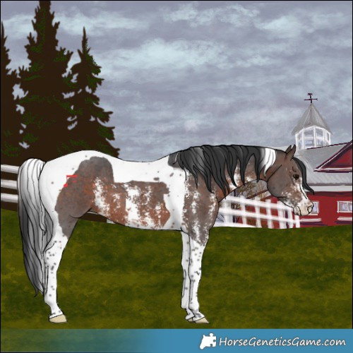 Horse Color:Brown Sabino Tobiano 