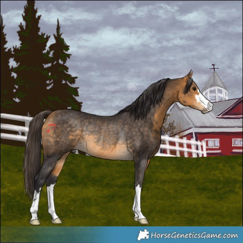 Horse Color:Buckskin Rabicano