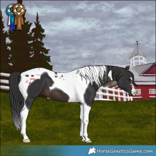 Horse Color:Brown Tobiano 