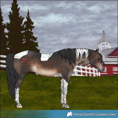 Horse Color:Brown Tobiano 
