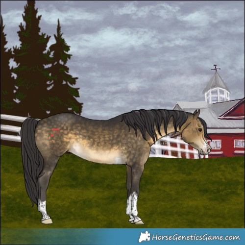 Horse Color:Buckskin 
