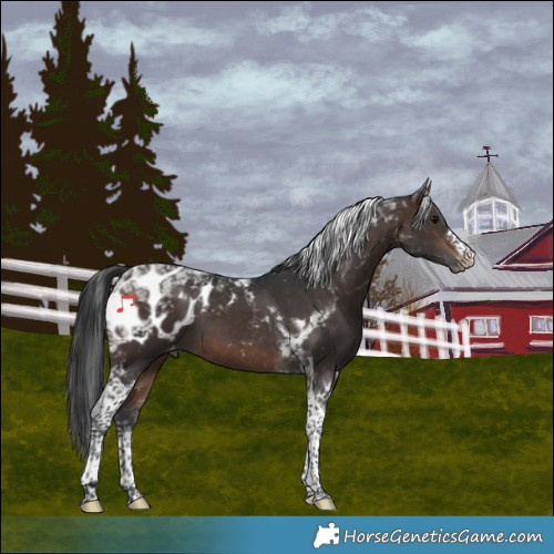 Horse Color:Brown Tobiano Appaloosa