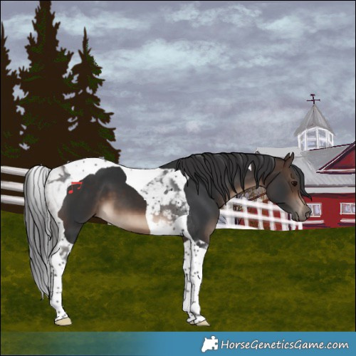 Horse Color:Bay Tobiano
