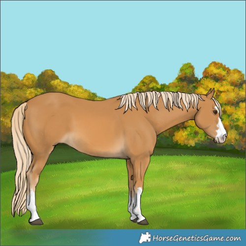 Horse Color:Palomino