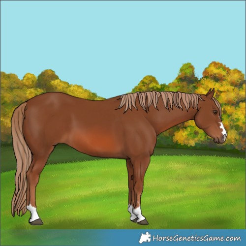 Horse Color:Chestnut 