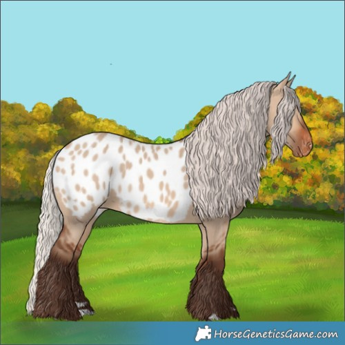 Horse Color:Silver Brown Dun Appaloosa