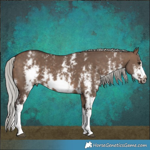 Horse Color:Silver Brown Dun Sabino Splash Frame Rabicano 