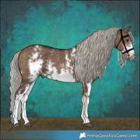 Horse Color:Silver Brown Dun Sabino Splash Frame Rabicano 