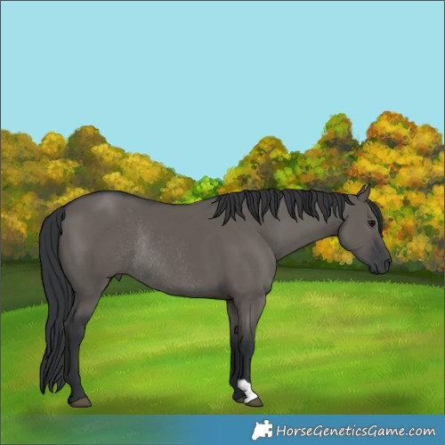 Horse Color:Grullo Rabicano 